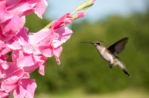 Female Ruby-throated hummingbird hovering — Stock Photo, Image