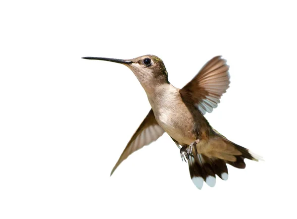 Ruby - Vitstrupig hummingbird i flykt, på vitt — Stockfoto