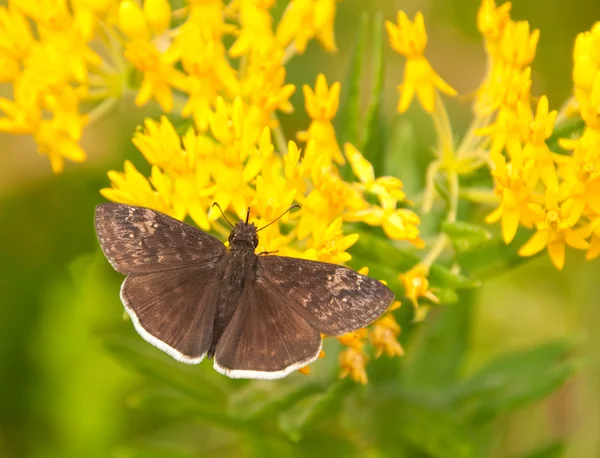 Small Funereal Duskywing butterfly — Stock Photo, Image
