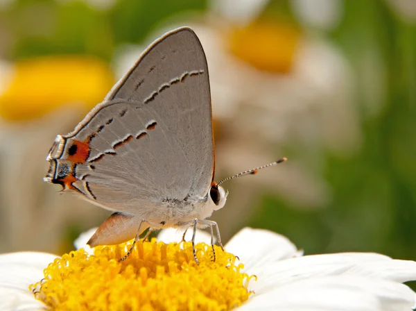 Cinza Hairstreak borboleta em uma flor Shasta Daisy — Fotografia de Stock