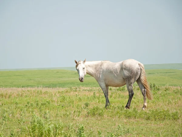 Pulga cinza mordida cavalo olhando para o espectador — Fotografia de Stock