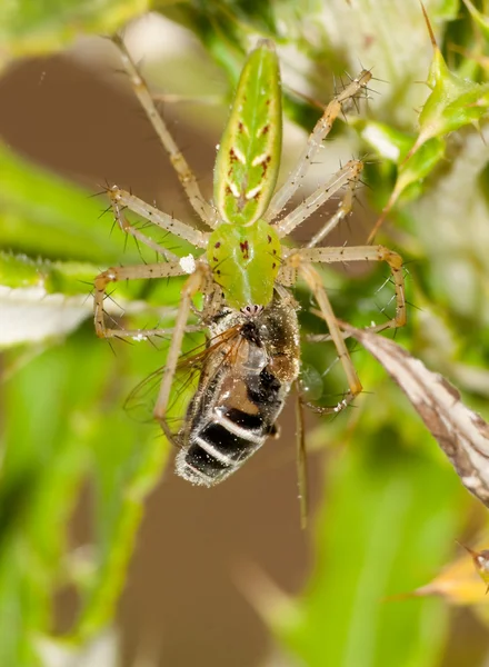 Araña de lince verde con presa —  Fotos de Stock