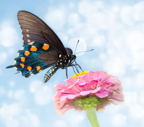 Imagem sonhadora de uma borboleta Pipevine Swallowtail — Fotografia de Stock