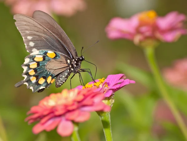 Grüner Schwalbenschwanz Schmetterling ernährt sich von rosa Zinnie — Stockfoto
