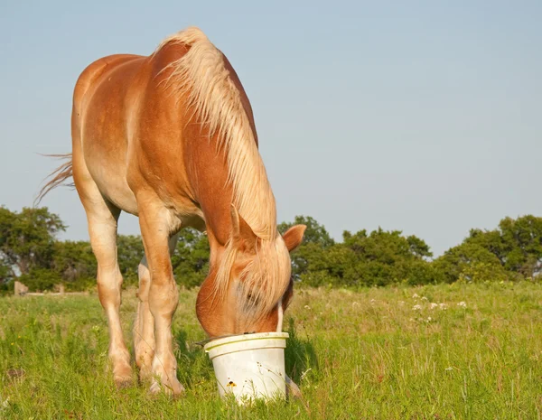 Belgian draft horse eating his grain out of a bucket — Stock Photo, Image