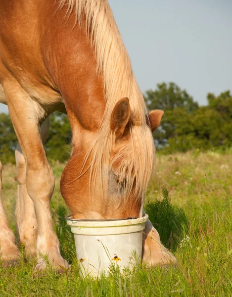 Zbliżenie Koń belgijski projekt jedzenie jego karmić — Zdjęcie stockowe