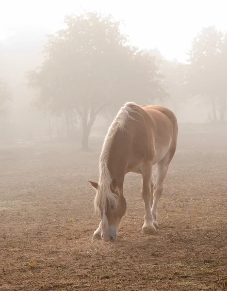 Caballo de tiro belga rubio en niebla pesada — Foto de Stock