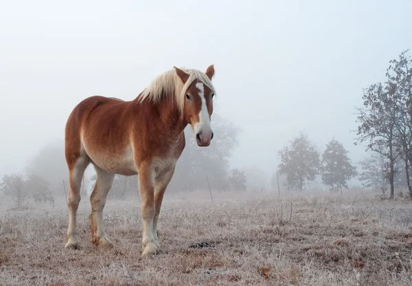 Belgisch trekpaard op een mistige, ijzige winterochtend — Stockfoto