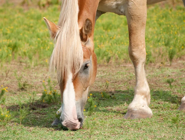 Primer plano de un hermoso caballo de tiro rubio belga pastando — Foto de Stock