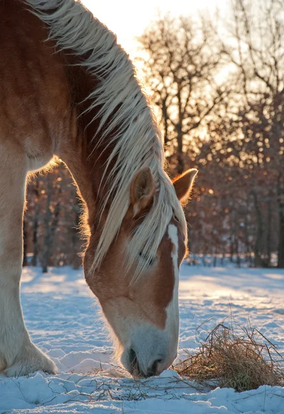 冬の朝に風邪、キラキラ彼の干し草をつついてベルギーのドラフト馬 — ストック写真
