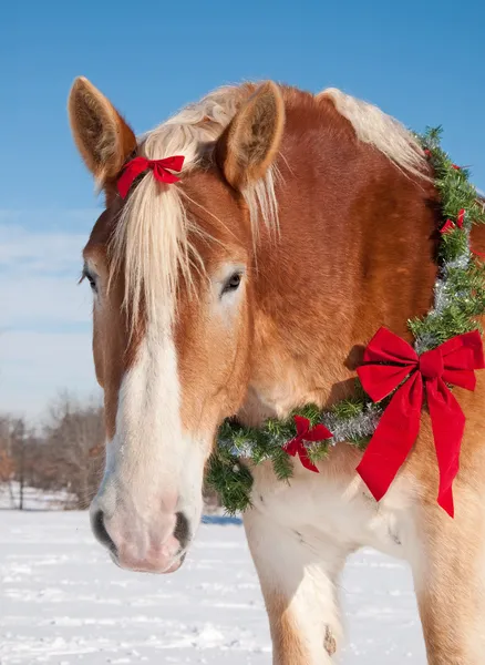 Cavallo da tiro con una ghirlanda di Natale al collo — Foto Stock