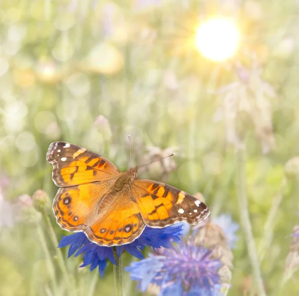 Verträumtes Bild einer amerikanischen Schmetterlingsdame lizenzfreie Stockbilder