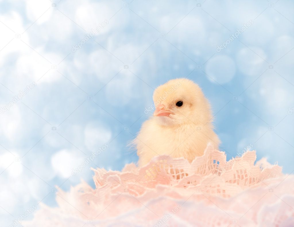 Imagen de ensueño de un pollito de Pascua descansando en encaje rosa — Foto  de stock #8973813 © okiepony, image size:1024x791