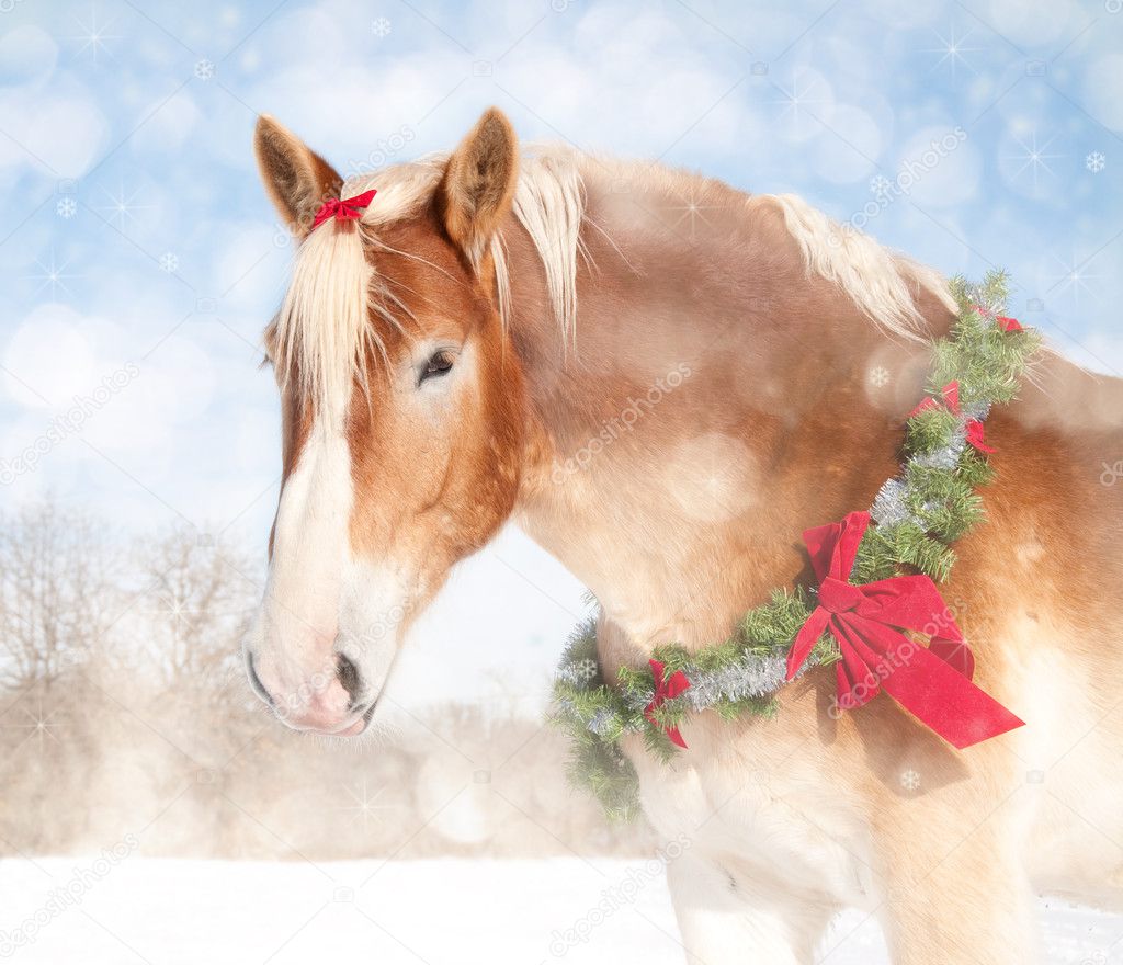 Sweet Christmas themed image of a Belgian draft horse with a wreath and bow