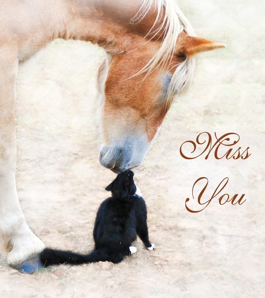 Cat and horse nose to nose with Miss You text