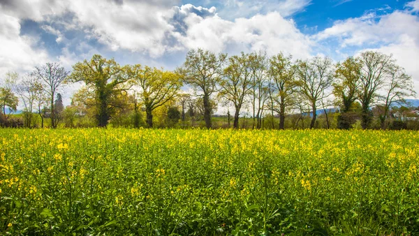Rapeseed and Tree — Stock Photo, Image