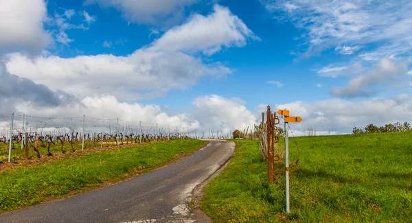 ブドウ畑と雲 — ストック写真