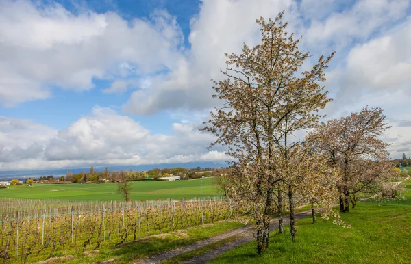 Rural Swiss - Cherry Tree — Stockfoto