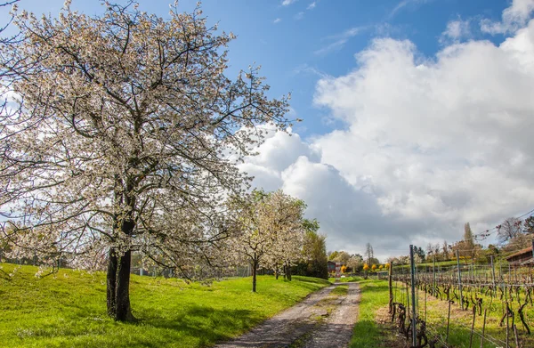 農村スイス - 桜の木 — ストック写真