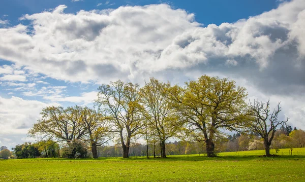 Grönt fält, moln och himmel — Stockfoto