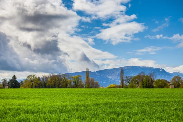 Grönt fält, moln och himmel — Stockfoto