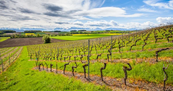 Swiss vingård — Stockfoto