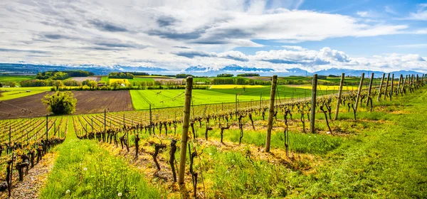 Swiss vingård — Stockfoto