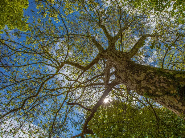 Wierzchołki drzew — Zdjęcie stockowe