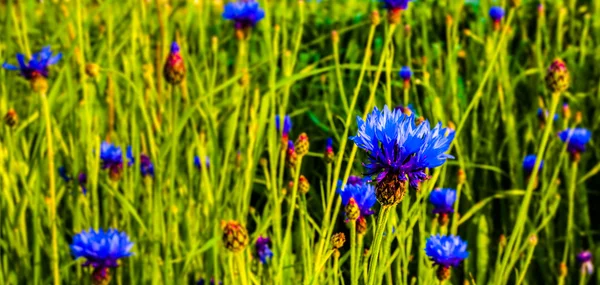 stock image Cornflower