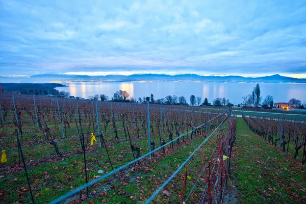 Swiss vingård på vintern — Stockfoto