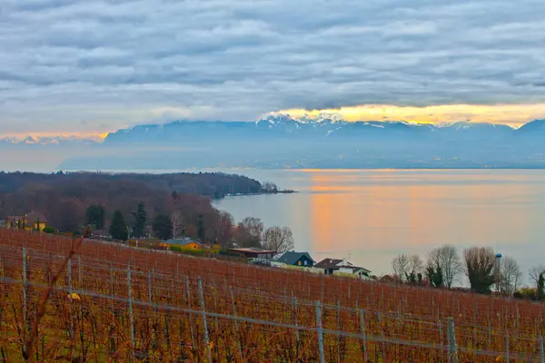 Vignoble suisse en hiver — Photo