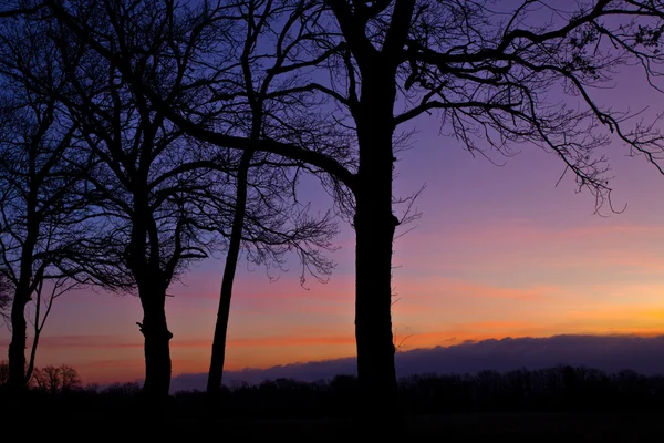 Baumsilhouette und Sonnenaufgang — Stockfoto