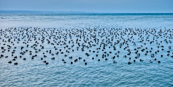 Volně žijící vodní ptáci — Stock fotografie