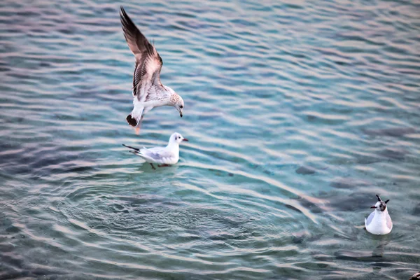 Lake Geneva Seagull — Stock Photo, Image