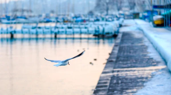 Lago de Genebra Gaivota — Fotografia de Stock