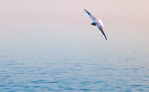 Ženevské jezero Racek — Stock fotografie