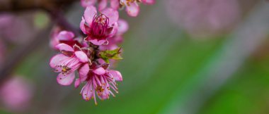 Sakura çiçeği