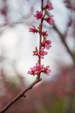 Sakura çiçeği