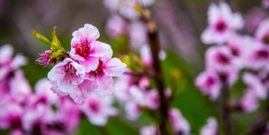 Sakura çiçeği