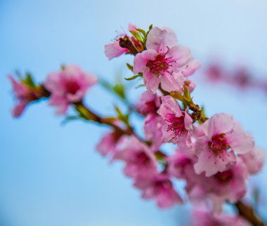 Sakura çiçeği