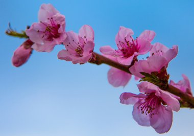 Sakura çiçeği