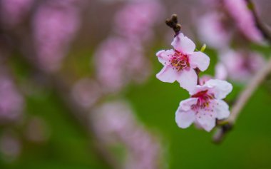 Sakura çiçeği