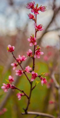 Sakura çiçeği