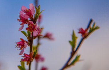 Sakura çiçeği