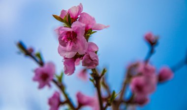 Sakura çiçeği