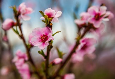 Sakura çiçeği