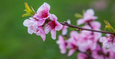 Sakura çiçeği