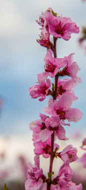 Sakura çiçeği