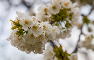 Sakura çiçeği