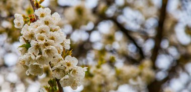 Sakura çiçeği